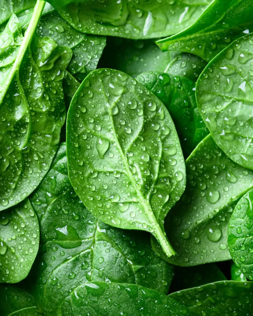 low calorie vegetables spinach for weight loss