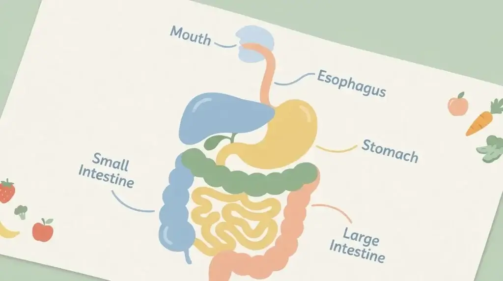 A simple, clean illustration representing the digestive system