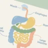 A simple, clean illustration representing the digestive system